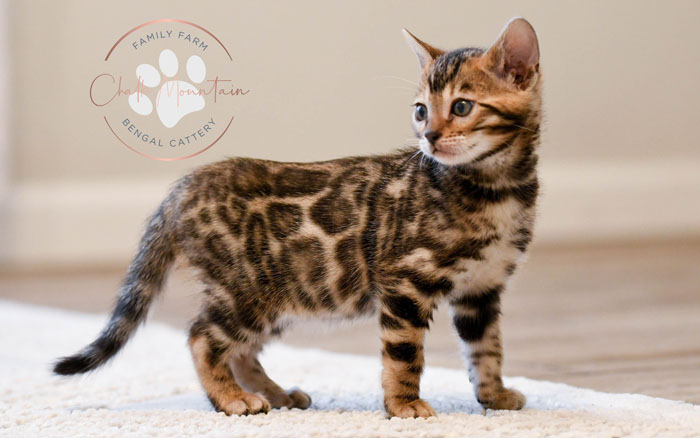Bengal kitten for sale